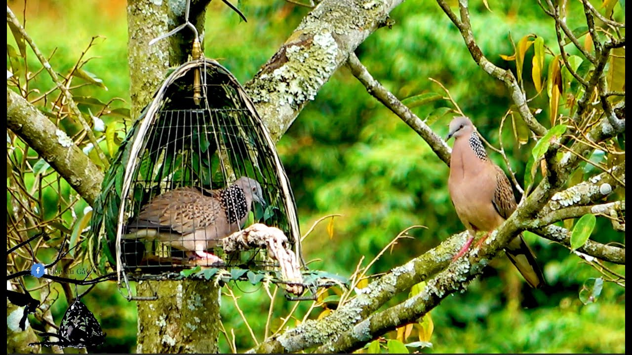 Bẫy Chim Cu Gáy Mồi Cây | Sư Tử Hạ Bổi Đồng Cơm !