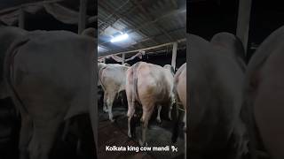 KHAN DAIRY FARM BIGGEST COW COLLECTION FOR 2024 golbari kolkatacow2024 collection2024 cow2024
