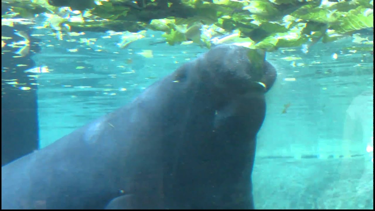 manatee eating lettuce columbus zoo youtube