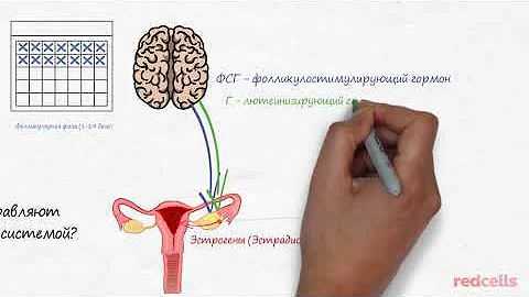Женские гормоны (часть 1) -  RedCells.ru