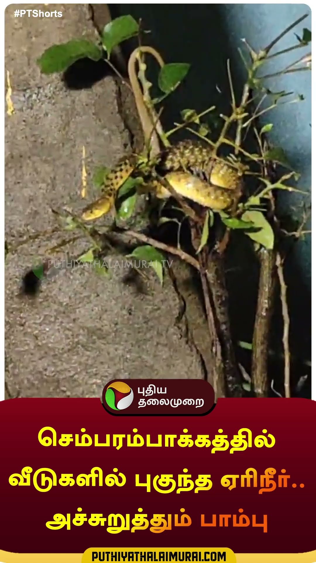 செம்பரம்பாக்கத்தில் வீடுகளில் புகுந்த ஏரிநீர்.. அச்சுறுத்தும் பாம்பு | #shorts | #Chembarambakkam