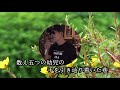 江差だより   ♫オリジナル歌手: 成世昌平   ♪カバ-アメキリ歌詞付き