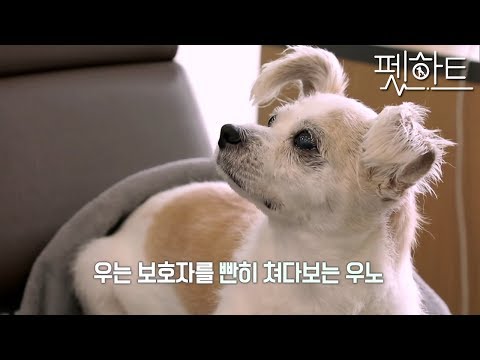펫하트 - 2화_#002