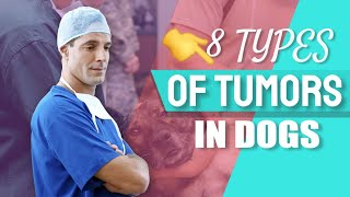 👨‍⚕️🐶8 TYPES of TUMORS (Cancer) IN DOGS and Affected Breeds