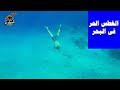تعلم السباحة فى البحر الغطس الحر  