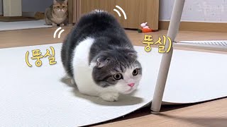 Brilliant way to have fun with cats by 그루밍데이 고양이cat vlog 19,744 views 1 month ago 6 minutes, 53 seconds