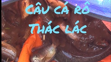 Câu Cá Rô, Thác Lác Cùng Cần Thủ Sài Gòn/Gò Công TV