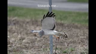 Wow! Northern Harrier