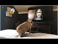 AWW SO FUNNY😂😂 Super Dogs And Cats Reaction Videos (Honest Audio) #12