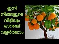 ഓറഞ്ച് കൃഷി ഇനി നിങ്ങളുടെ വീട്ടിലും (orange plant)