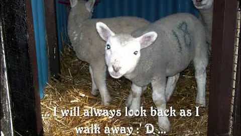 Little Ewe Farm - cades 2010 so far ...