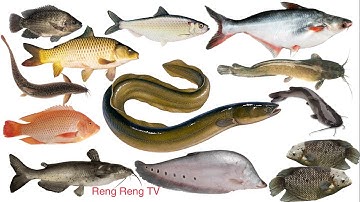 BÉ HỌC CÁC LOẠI CÁ NƯỚC NGỌT (cá chép, cá rô phi, cá trê, cá trắm, cá quả, cá diêu hồng ....)