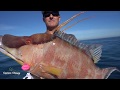 Big Hogfish and Monster Mangrove snapper in 60-feet