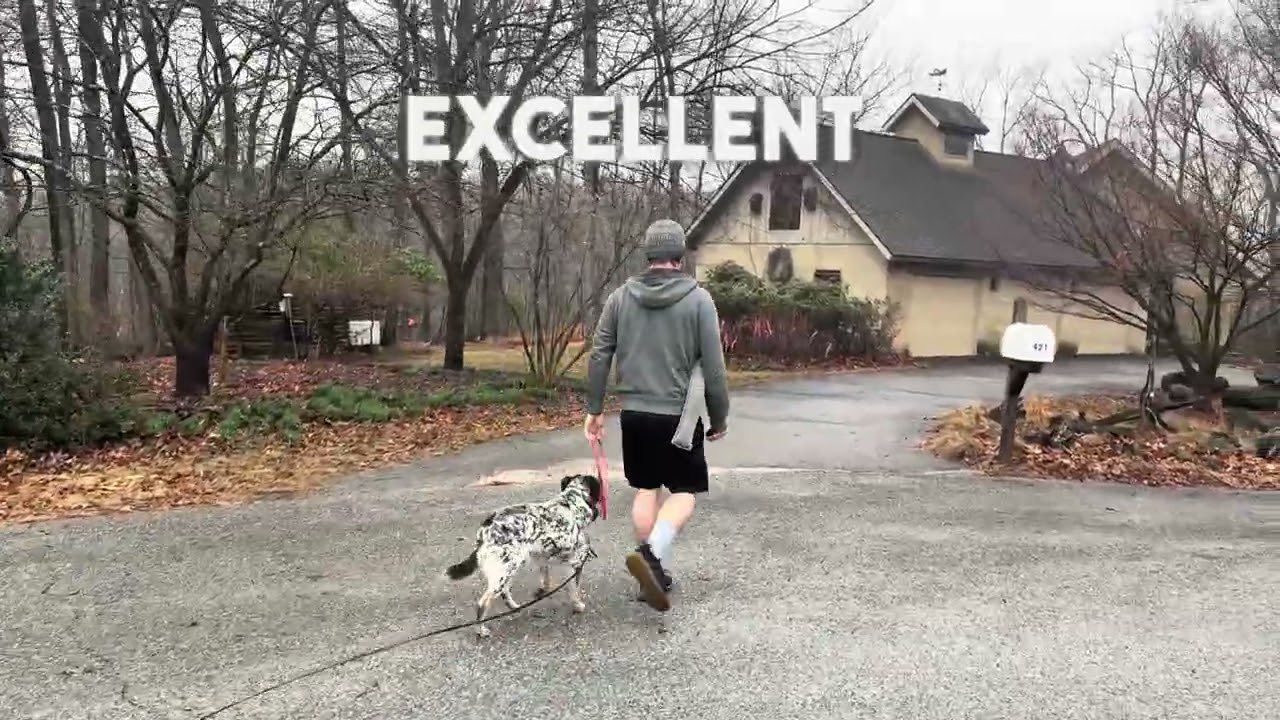 Bentley working on heel 