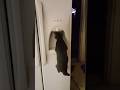 Cat discovers fridge water #cat #dog #pets