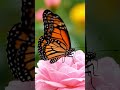 Peaceful Rose Flowers 🌹 Relaxing Nature Sounds | Nature 🍃 | Flowers | Calm | Roses