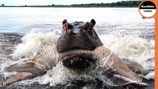 Hippos Exact Retribution On Crocodile Who Killed A Calf