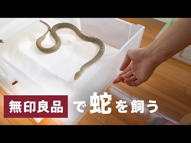 Muji's clothing case is perfect for keeping snakes - YouTube