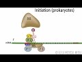 Animation of Protein Synthesis (Translation) in Prokaryotes.