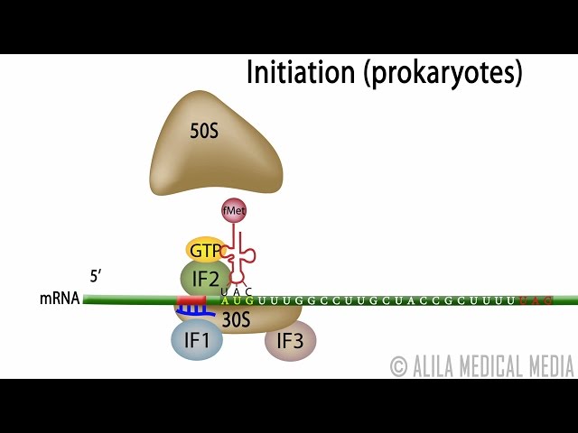 Animation of Protein Synthesis (Translation) in Prokaryotes. class=