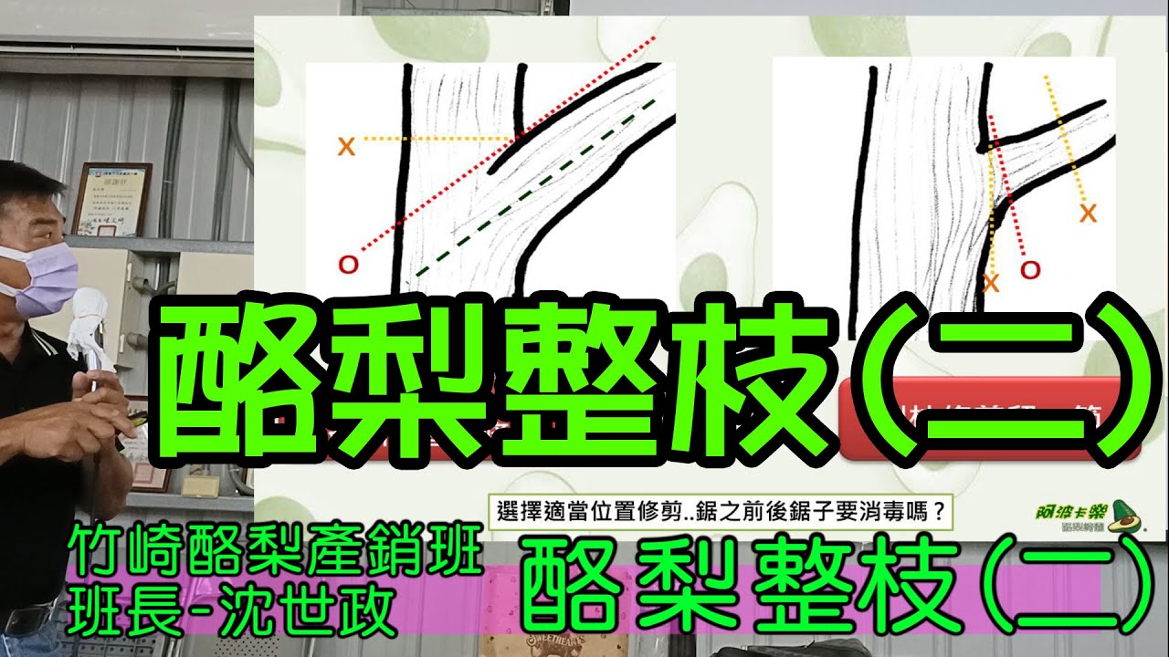 #竹崎酪梨產銷班#班長沈世政#酪梨整枝(二)講解