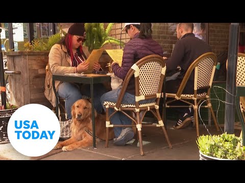 וִידֵאוֹ: האם לורלה ספרינגס ידידותית לכלבים?