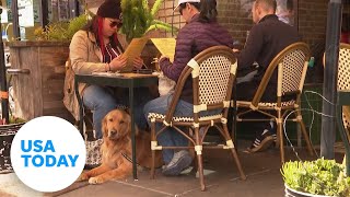 New FDA guidelines allow restaurants to have dogs in outdoor areas | USA TODAY screenshot 3