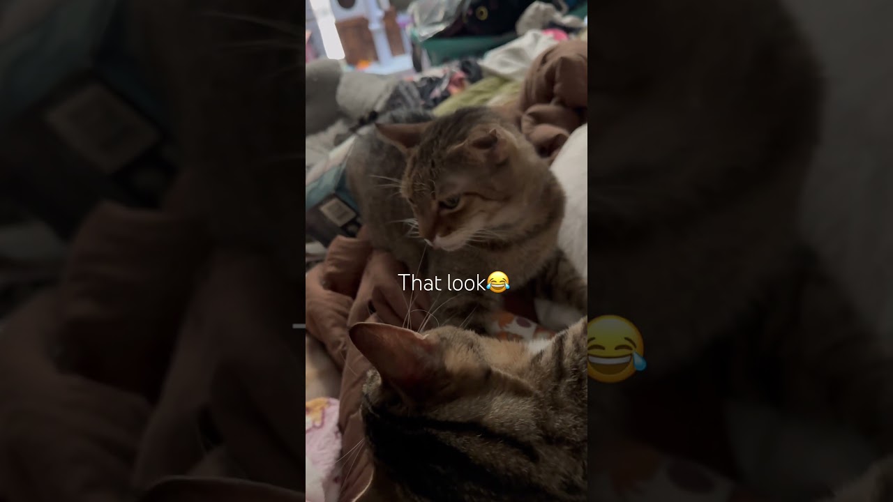 That Look When Someone Else Gets All the Attention |WujiKitty