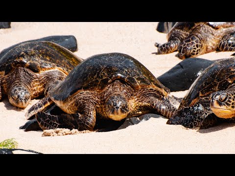 The Basking Green Sea Turtles of Maui, Hawaii