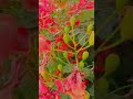Gulmohar....
