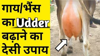 गाय/भैंस का Udder(लेवटी)बढ़ाने के देसी उपाय|How to increase cow/buffalo udder|Pasu ka Doodh bdhaye.