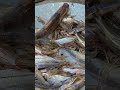 নদীর পাঁচ মিশালি মাছের কি দাম হয় দেখো #fish #man #tarun