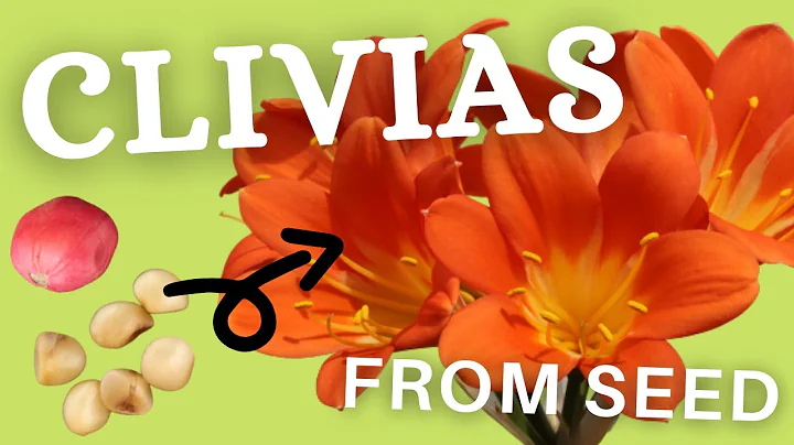 Growing Clivia Seeds For Your Nursery - DayDayNews