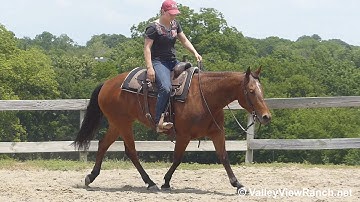 Taraspoonfulofsugar - jog, stops, lope, turns! - ValleyViewRanch.net