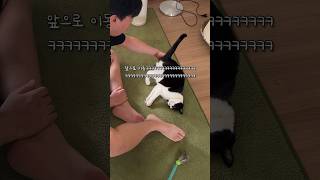 비보잉 기술 연마한 고양이 #shortvideo #shots #고양이 #시트콤