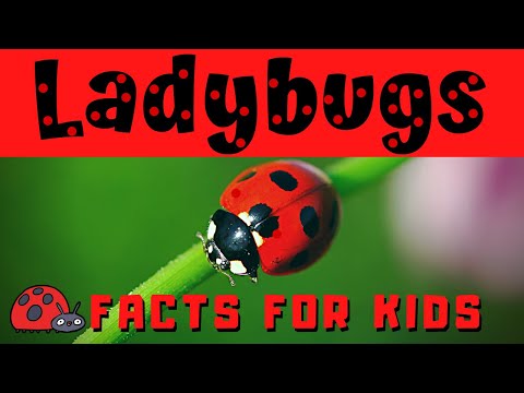 Ladybug Facts for Kids | Bug or Beetle ???