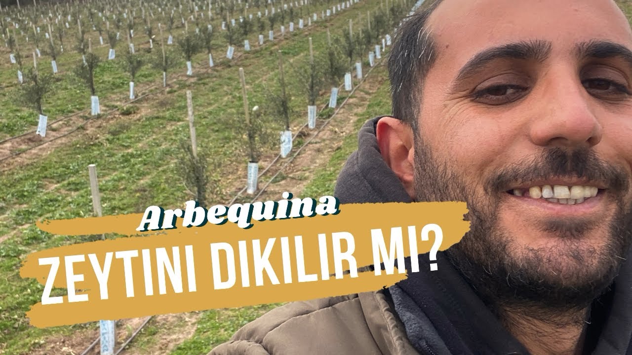 Arbequina zeytini dikilir mi? Mayıs 2024 dikimi zeytindeki gelişim. Can arbequina olives be planted?