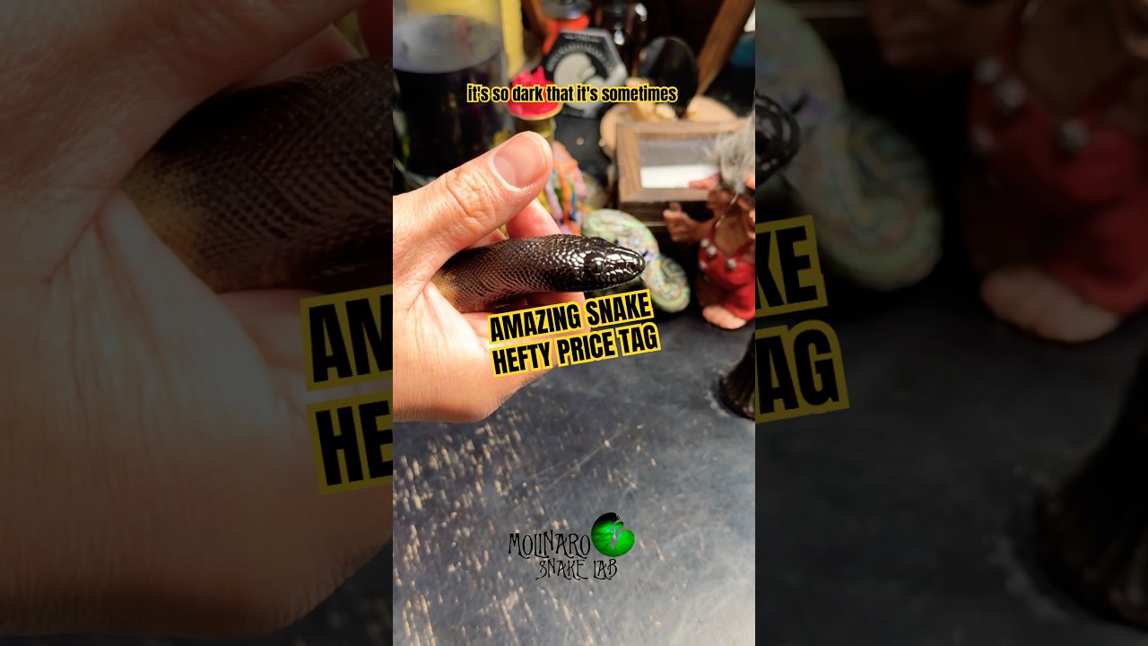 Amazing snake hefty price! #molinarosnakelab #blackheadedpython #python #snakeguy #snakeman #educate