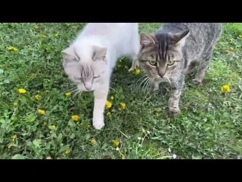 Видео: 🐈❤️#catlovers #music #catlife #cat #funnyanimals #кіт #cake #funny #pisica #cats ❤️