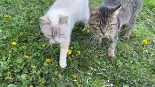 🐈❤️#catlovers #music #catlife #cat #funnyanimals #кіт #cake #funny #pisica #cats ❤️ by Our cute Cats - Наші милі Котики 425 views 1 month ago 3 minutes, 35 seconds