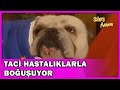 Taci Hastalıklarla Boğuşuyor! - Sihirli Annem Özel Klip