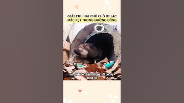 Hai chú chó con mắc kẹt trong ống cống được giải cứu kịp thời #cho #chocon #giaicuu #macket #gaubeo