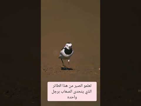 تعلمو الصبر من هذا الطائر الذي يتحدى الصعاب برجل واحدة اكسبلور ترند لايك العلم