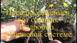 Уход за розами.Посадка саженцев роз осенью Подробно о корневой системе