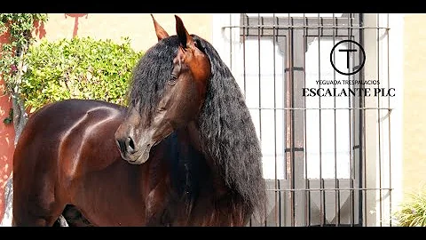 ESCALANTE PLC: YEGUADA TRESPALACIOS  (MEXICO, 2021)