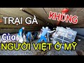 CẬN CẢNH BẮT GÀ TẠI TRẠI GÀ KHỦNG CỦA NGƯỜI VIỆT Ở MỸ - ATLANTA