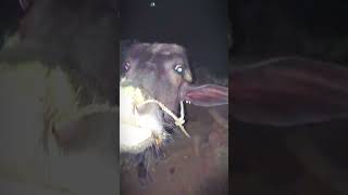 #cow #farming search trending reels short feed viral reels # trending reels youtube trending 0k