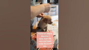 🐻How to MICROCHIP a puppy RIGHT and safely, Microchipping a dog