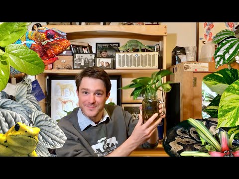 Vídeo: Tree Philodendron Care - Crescentes requisitos para Philodendron Sellum