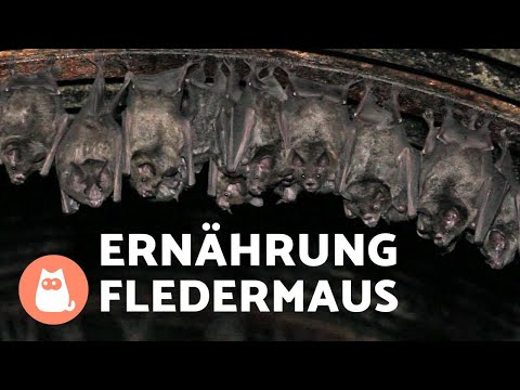 Video: Wer sind Flughunde und was fressen sie? Tierfoto